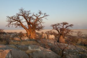 Baobab Tress, Botswana