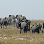 Herd of Elephants, Chobe, Botswana
