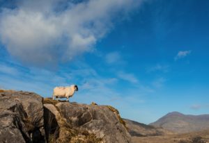Irish Landscape with Sheep
