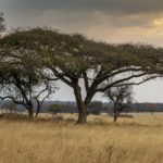 Tress Meadow Savannah, Zimbabwe