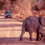 Elephant caught crossing the road
