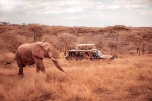 Elephant sighting