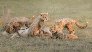 cheetah cubs in their natural habitat