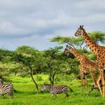 Giraffe and Zebra Sighting