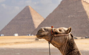 Camel in front of Great Pyramids