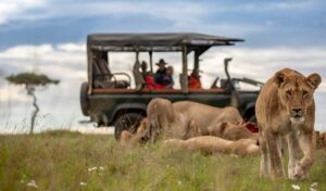 Trails of Africa game drives at House in the Wild 2