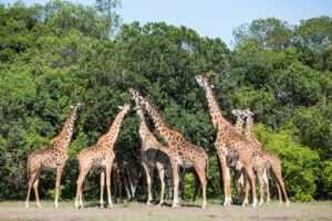 Wildlife of the Masai Mara in Kenya.