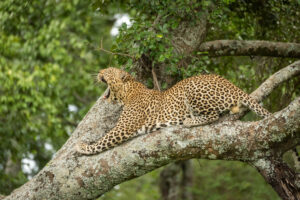 Trails of Africa Leopard lies yawning widely on lichen-covered branch