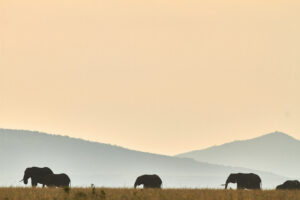 Trails of Africa Elephants in front of Mountain background