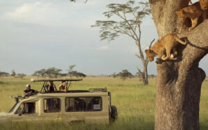 Trails of Africa Safari