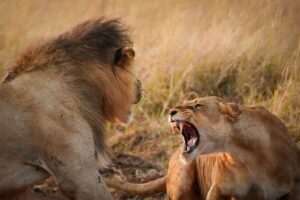 Trails of Africa Lions
