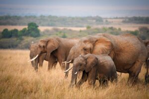 Trails of Africa Elephants